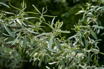 倾斜移位透镜中的绿色植物
